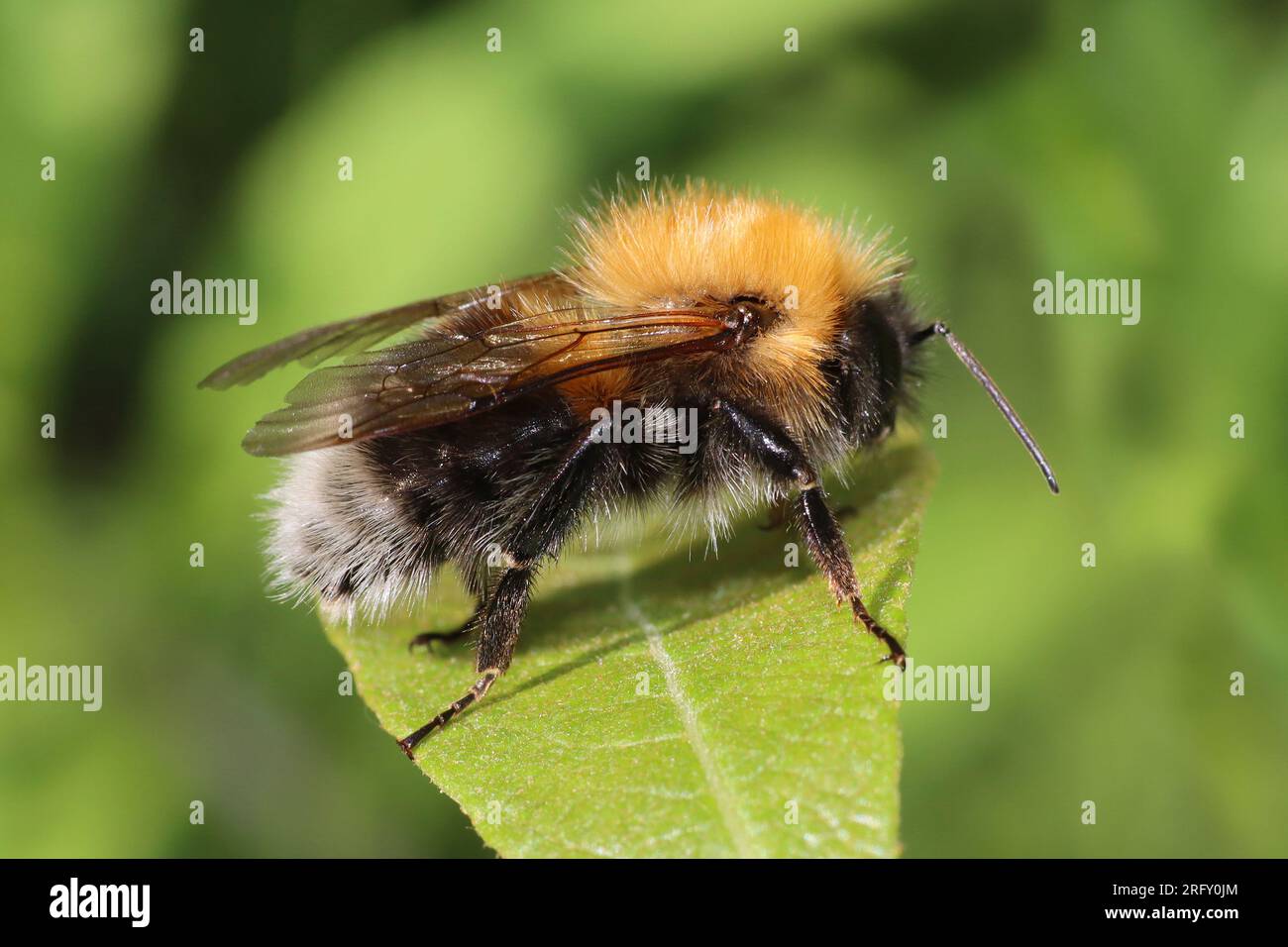 Tree Bumblebee (Bombus hypnorum) Foto Stock