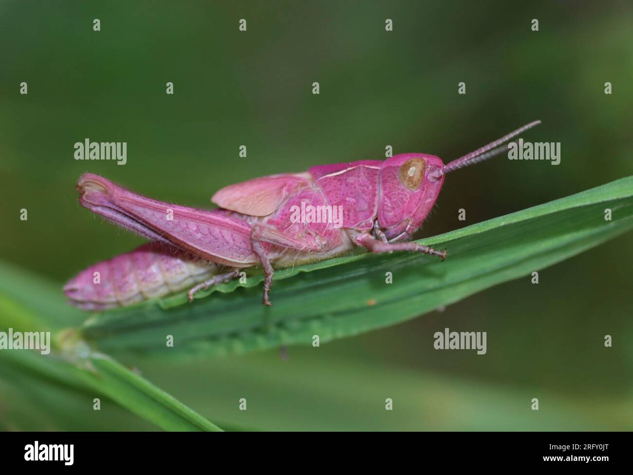 Pink Meadow Grasshopper nymph. Foto Stock