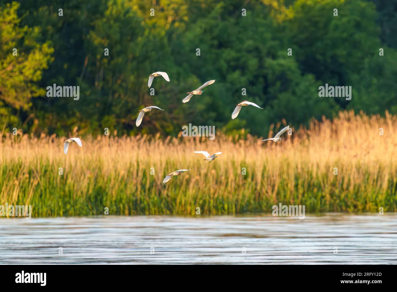 Foto di Ardeola ralloides scattata in volo Foto Stock