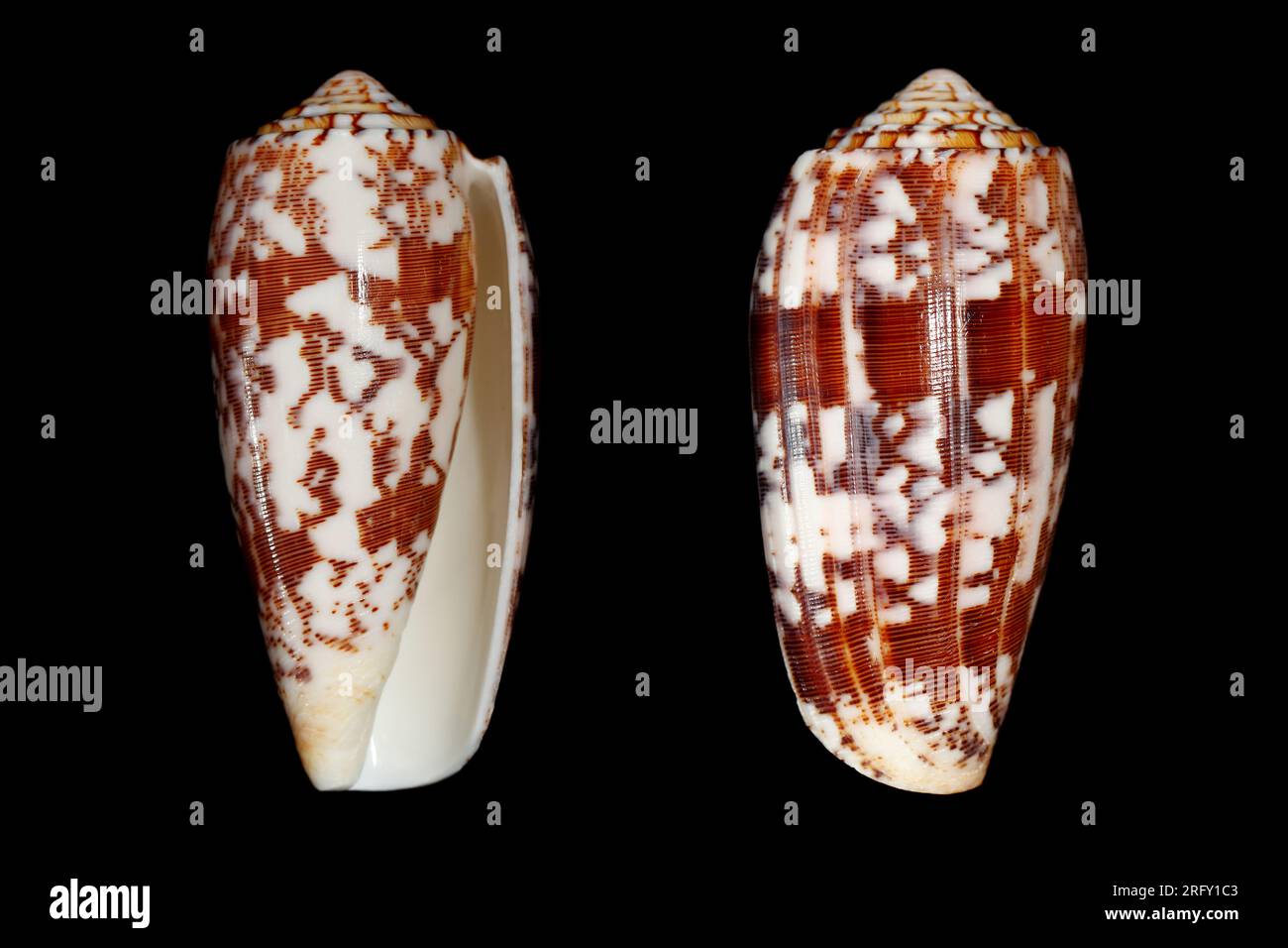 La lumaca di mare a cono striato (Pionoconus/Conus striatus) è la lumaca di mare velenosa che può uccidere l'uomo dal mare tropicale indo-Pacifico Foto Stock