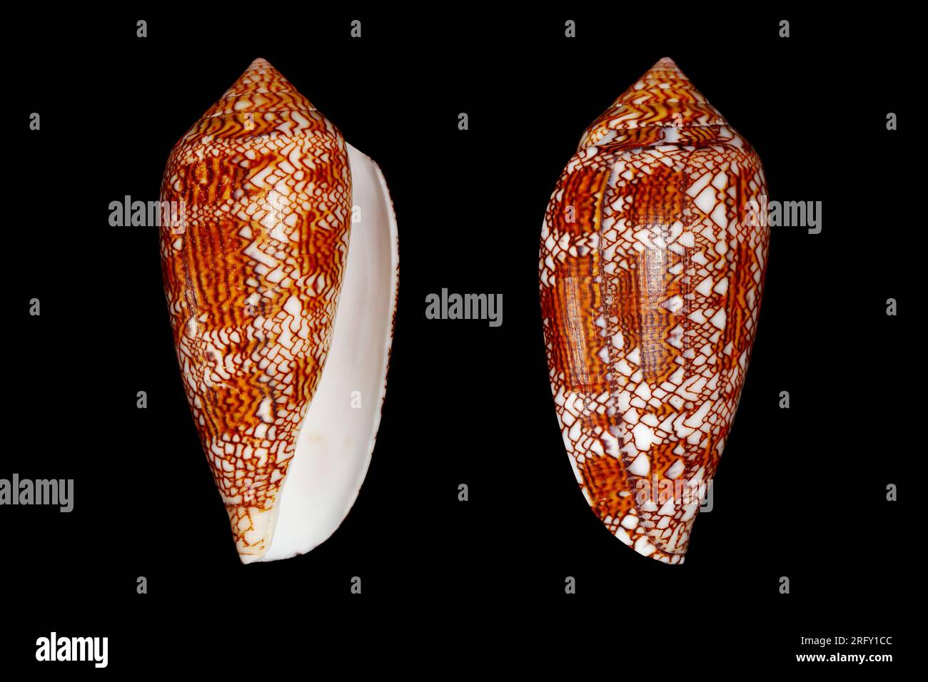 Cono tessile, tessuto di cono d'oro (tessuto cilindrico/Conus) lumaca di mare è la lumaca di mare velenosa che può uccidere l'uomo dal mare tropicale Indo-Pacifico Foto Stock