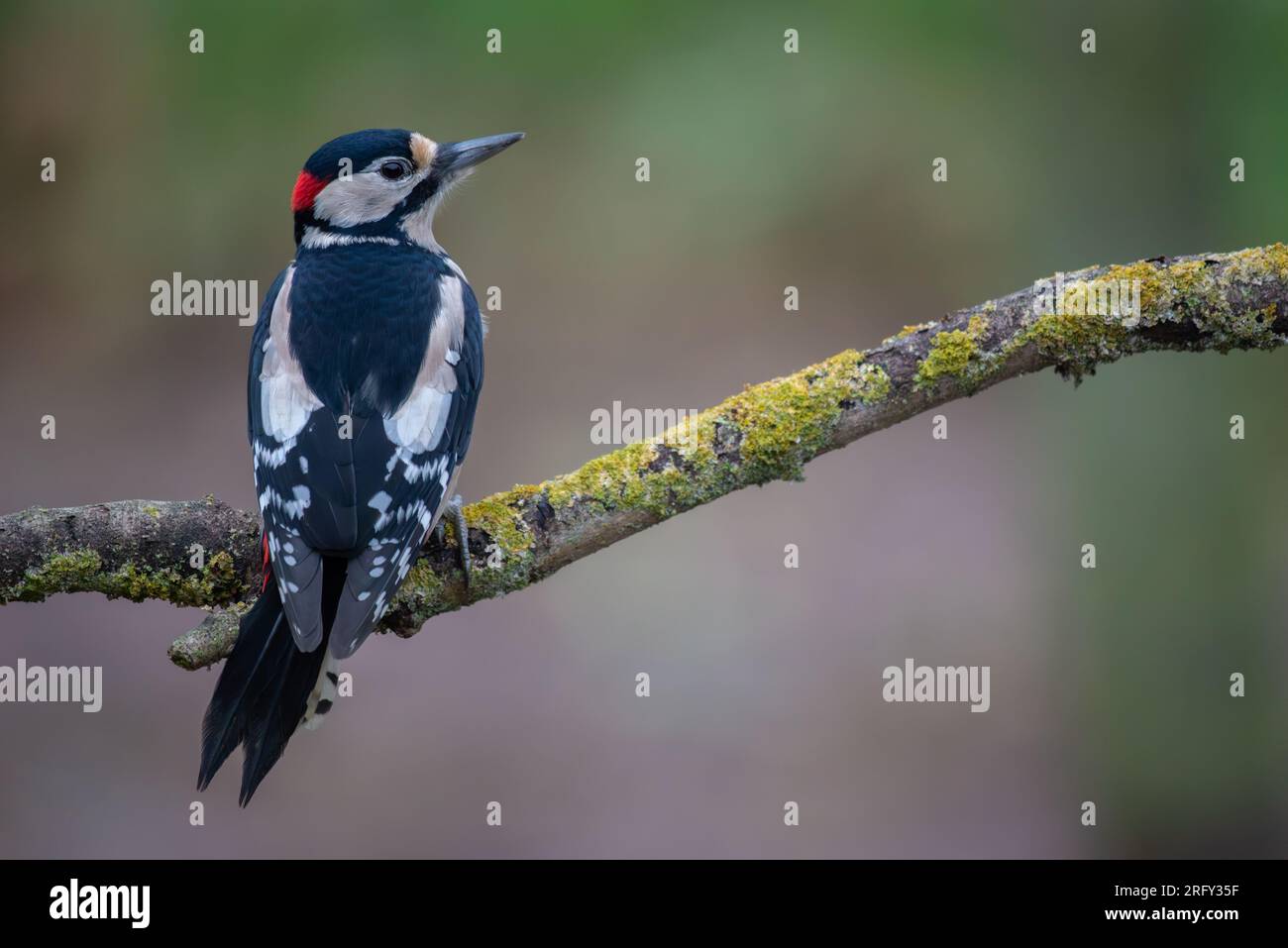 Ottimo picchio di legna macchiato su un posatoio Foto Stock