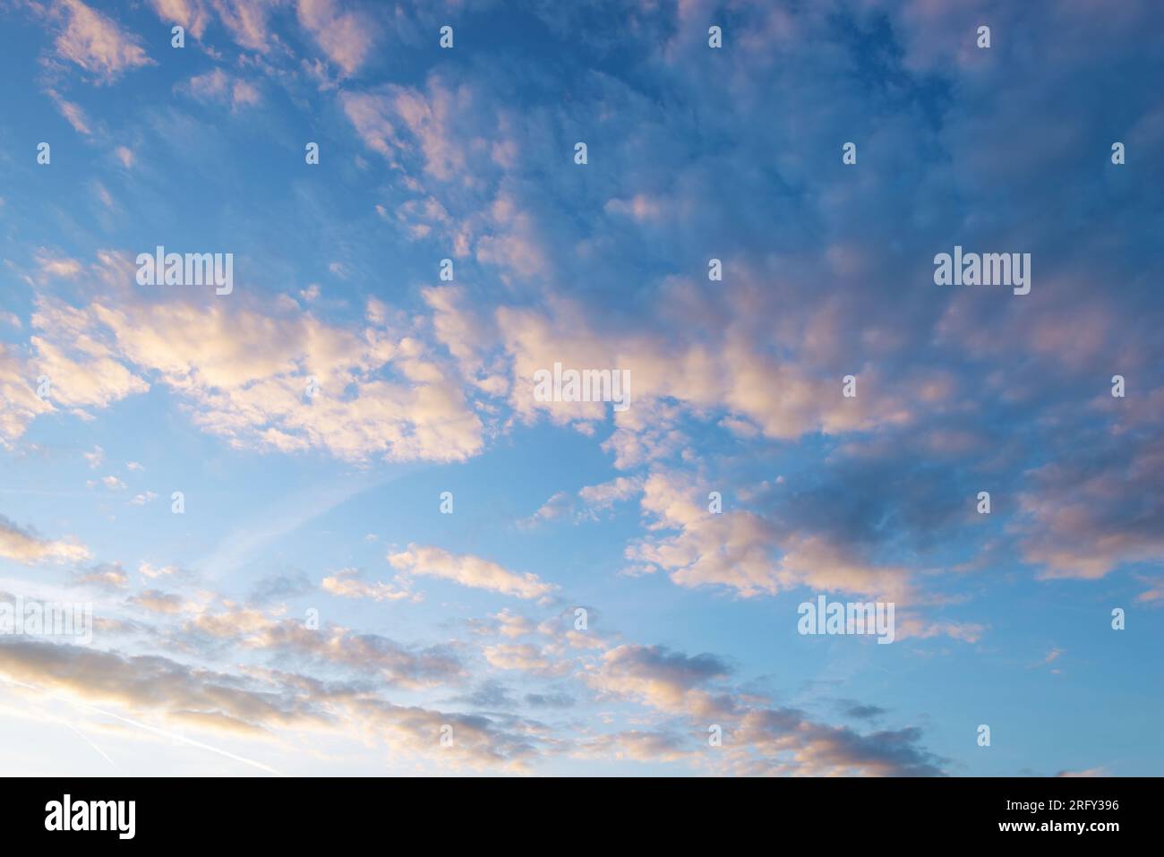 Nuvole altocumulus bianco grigio e giallastro contro il cielo blu prima del tramonto e dell'ora d'oro Foto Stock
