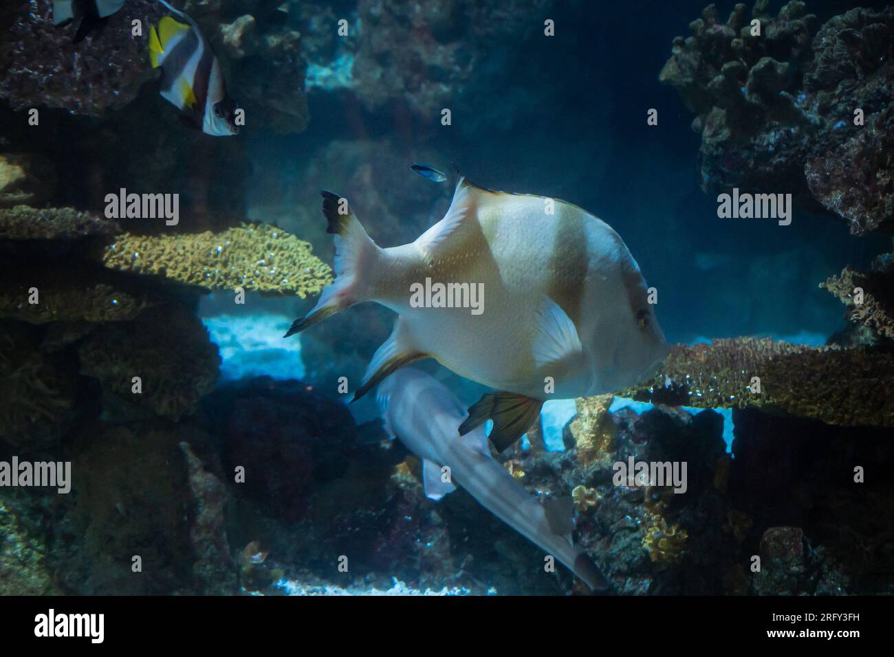 Primo piano di un dentice a tre strisce su uno sfondo di coralli. Foto Stock