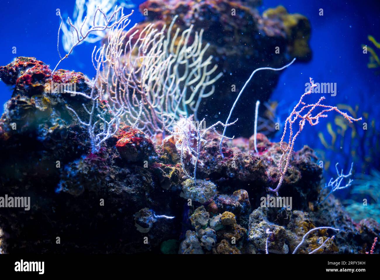 Coralli diversi nel mondo sottomarino. Foto Stock