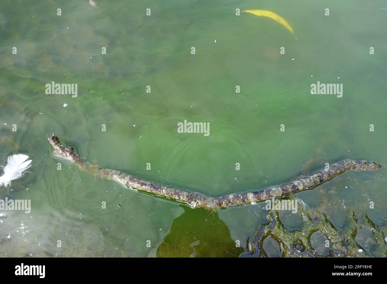 Acqua del lago contaminata da alghe blu-verdi Foto Stock