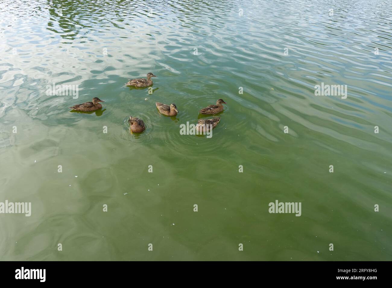 Anatre che nuotano nel lago contaminato da alghe verdi-blu Foto Stock