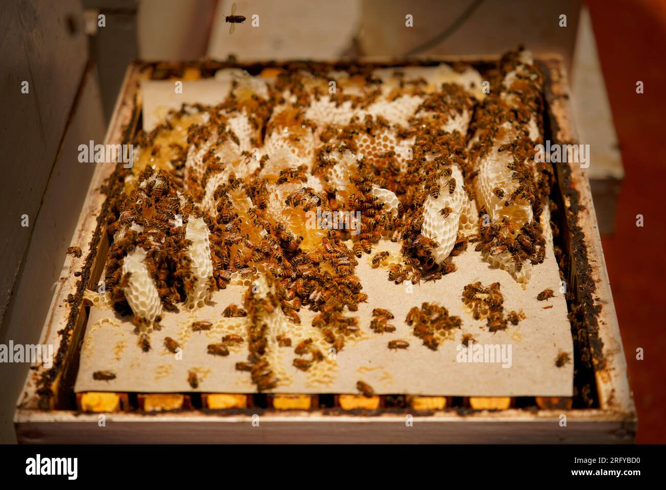 Apicoltura o apicoltura, cura delle api, lavorazione del miele, apiario (anche apicoltura) con alveari e apicoltori attivi nell’entroterra australiano, Foto Stock