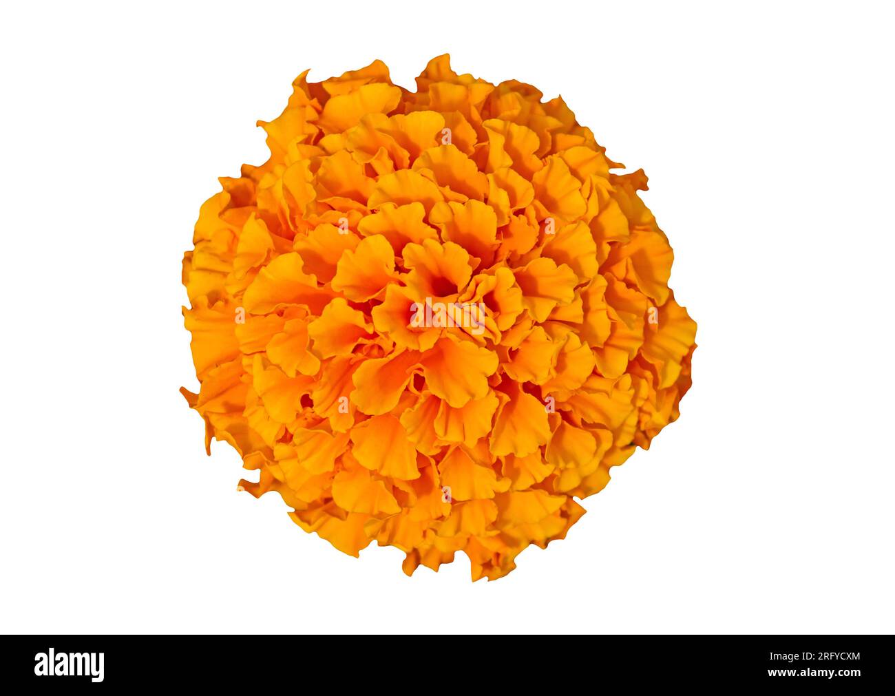 Bellissimo fiore di calendula arancione isolato su sfondo bianco. Tagete arancioni brillanti, fiori di calendula africani. Tradizionale fiore di calendula arancione. Oppure Foto Stock