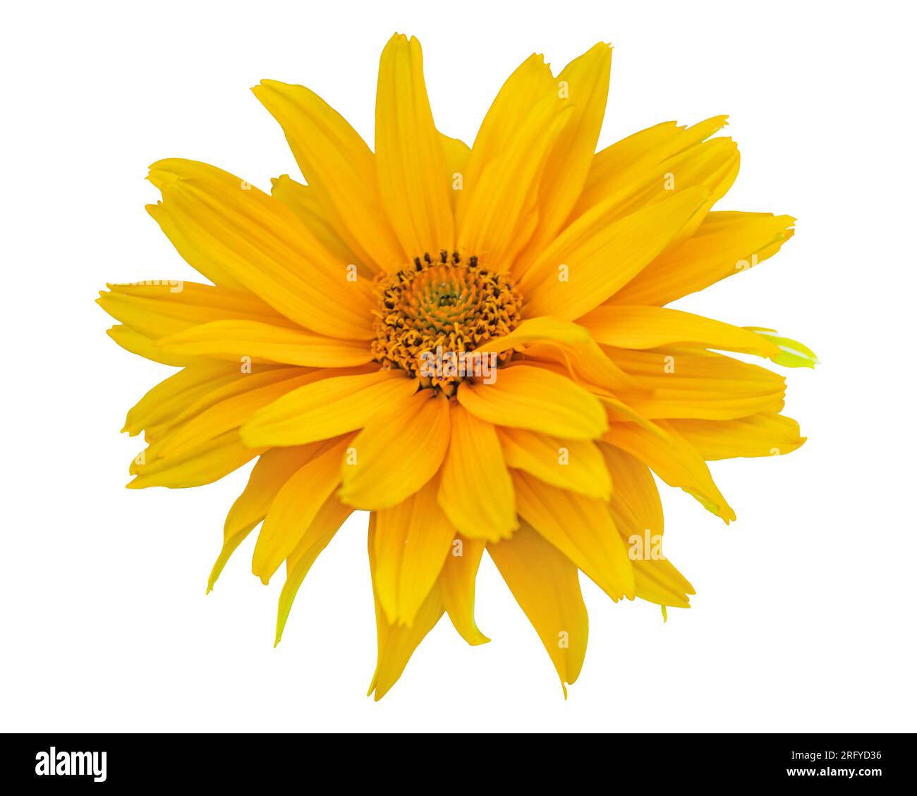 Fioritura di girasole gialli isolati su sfondo bianco per fotografie macro. Fiore ruvido del bue da giardino con petali gialli in estate, primo piano Foto Stock