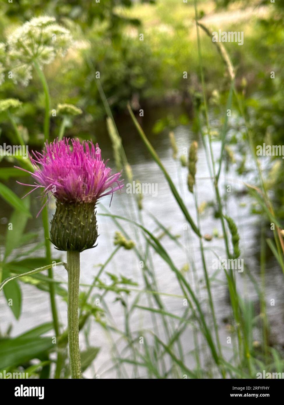 Cardo al fiume Spey vicino ad Aviemore in Scozia Foto Stock