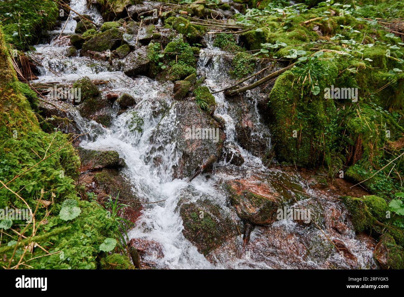 Fiume di montagna flusso d'acqua nella verde foresta delle Alpi. Cascata di fiume ruscello nel paesaggio forestale. Vista panoramica delle montagne rocciose coperte di neve situato n Foto Stock