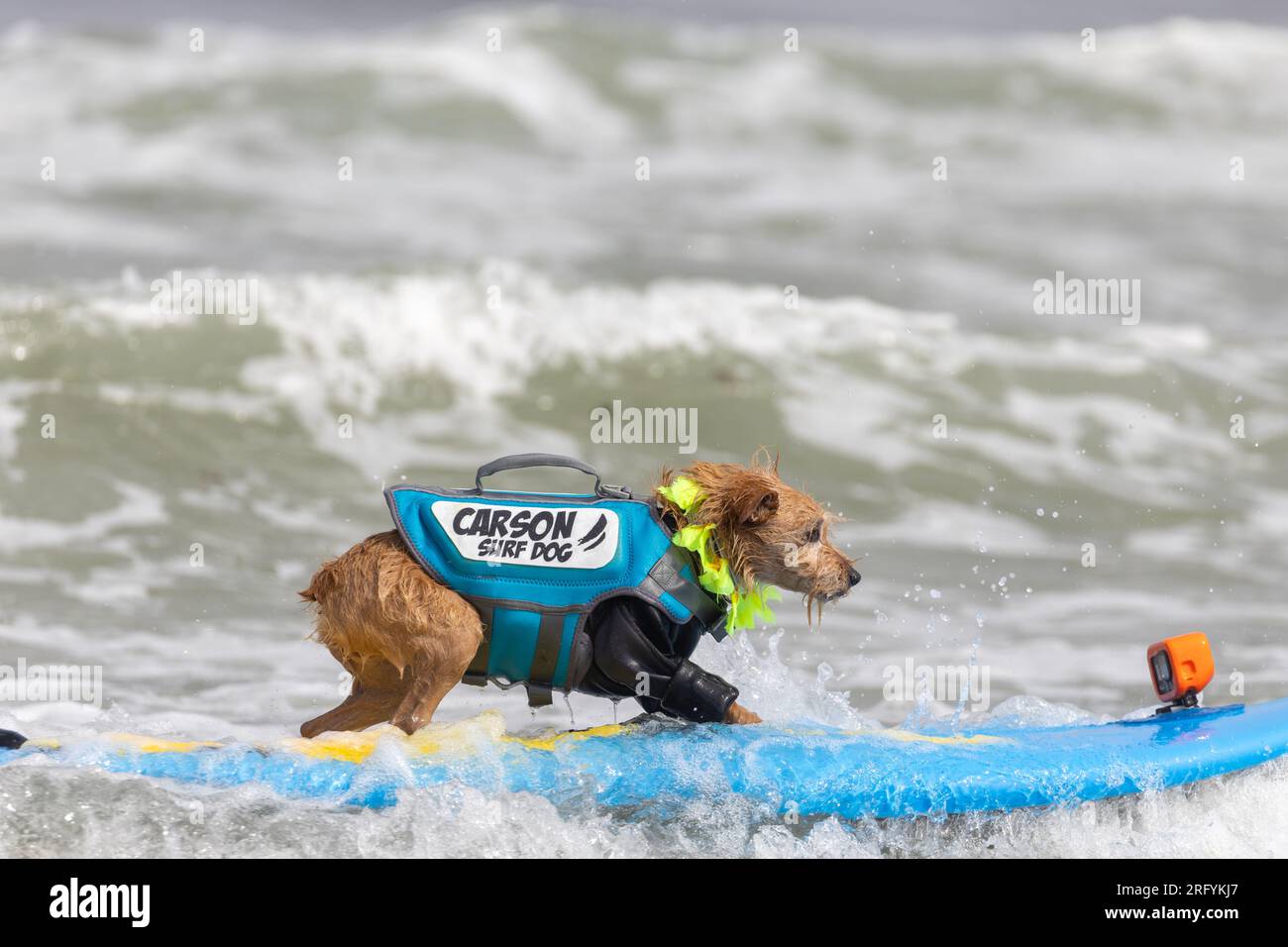 Pacifica, California, USA. 5 agosto 2023. Cattura le onde e sfreccia le code al campionato mondiale di surf con cani del 2023 a pacifica, California. Qui 'Carson' cavalca il surf selvaggio in un concorso annuale a beneficio di associazioni di beneficenza locali. Crediti: Tim Fleming/Alamy Live News Foto Stock