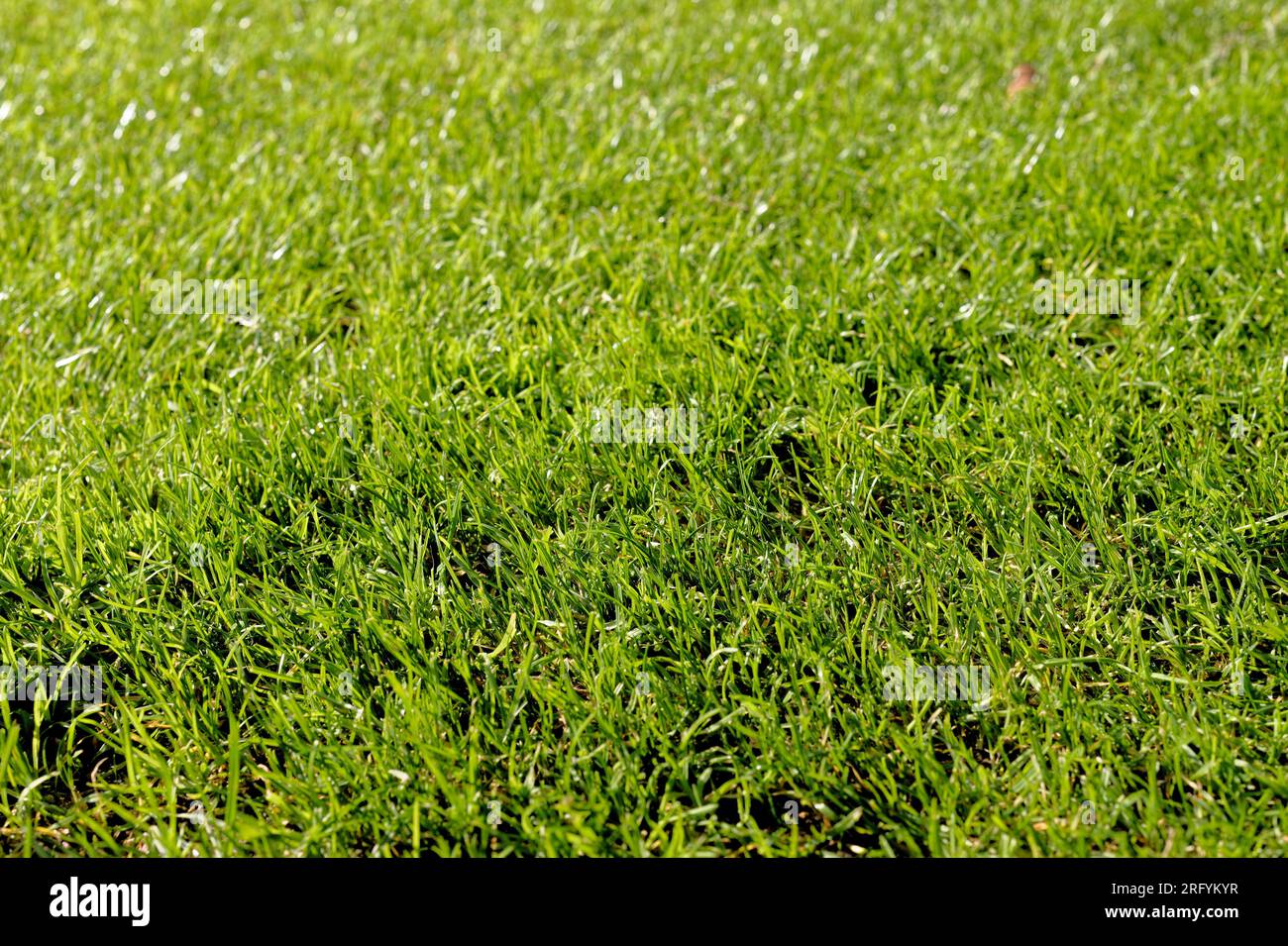 verde artificiale del campo di erba di calcio del pavimento di