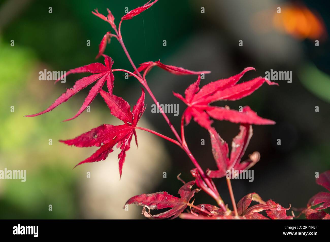 Acers Foto Stock