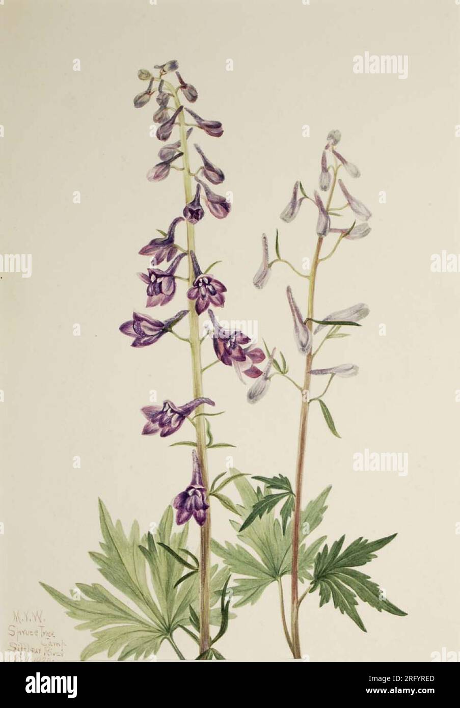 Larkspur (Delphinium elongatum) 1920 di Mary Vaux Walcott Foto Stock