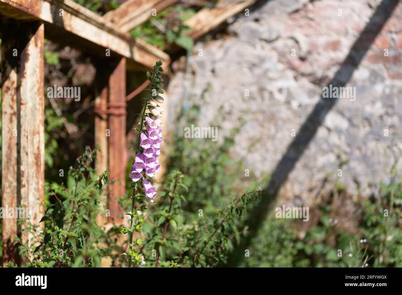 Un singolo Foxglove (digitalis Purpurea) che cresce insieme ad altri fiori selvatici in una serra in disuso a Raasay House sull'isola di Raasay Foto Stock
