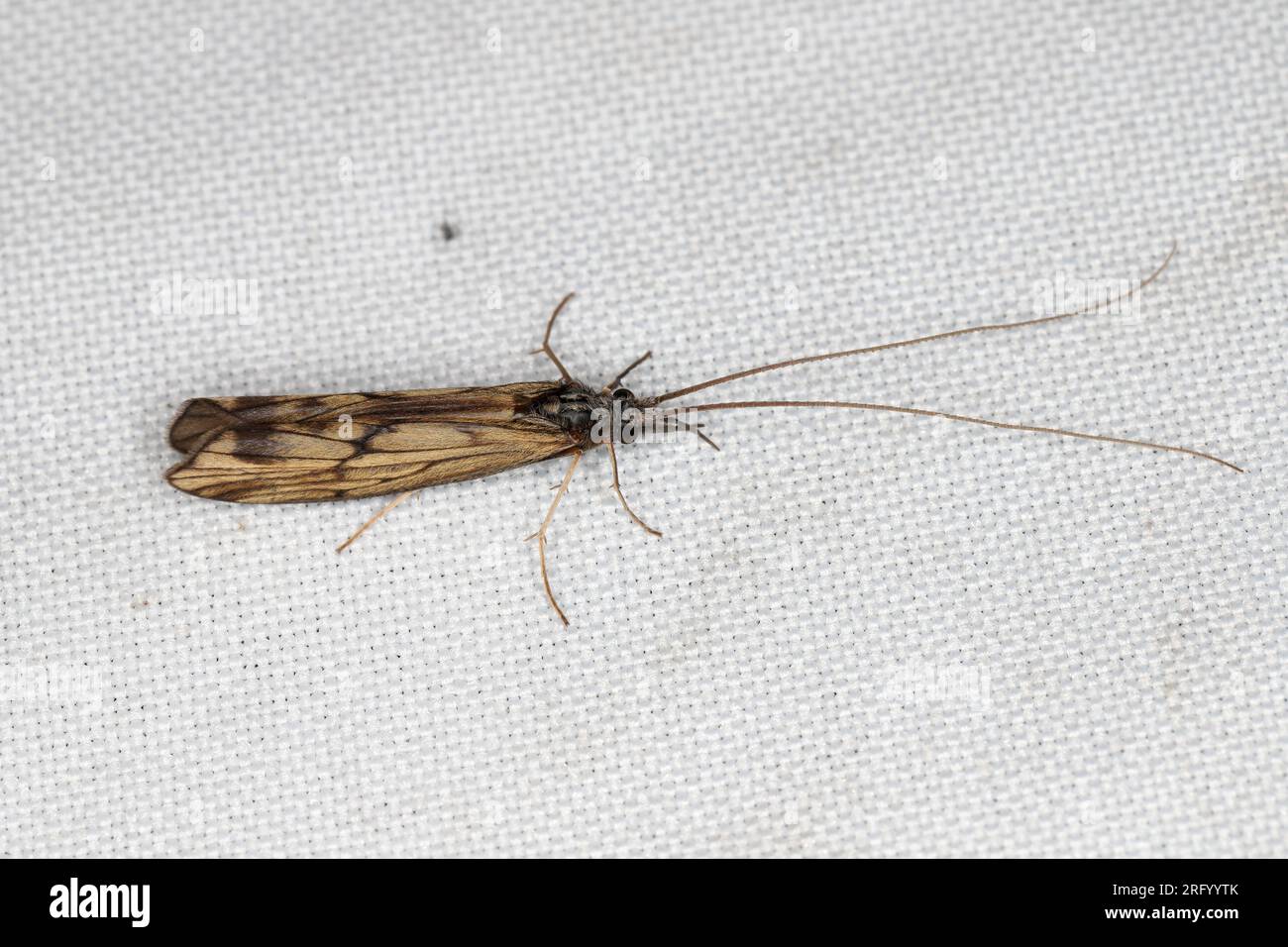 Il caddisflie o ordina Trichoptera seduto sulla tenda della finestra attirato dalla luce nella casa. Foto Stock