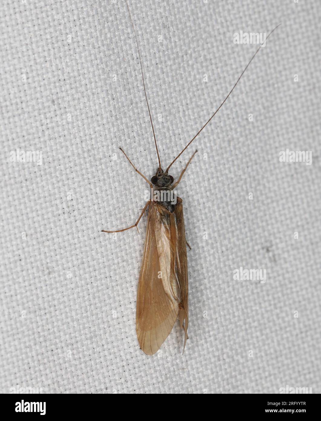 Il caddisflie o ordina Trichoptera seduto sulla tenda della finestra attirato dalla luce nella casa. Foto Stock