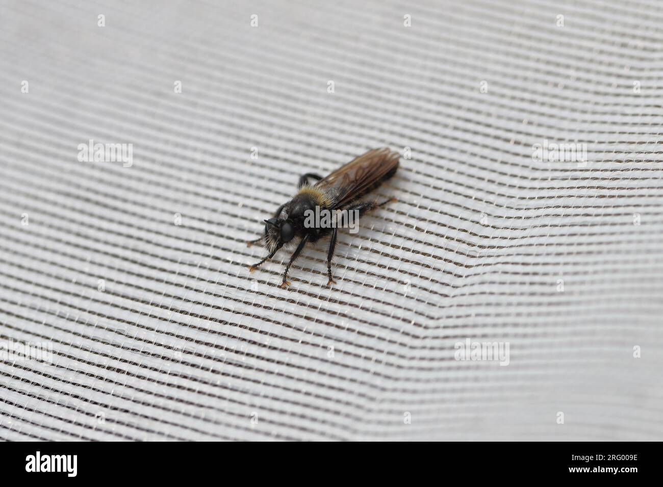 Raubfliege, femmine di Laphria ephippium. Una grande mosca feroce della famiglia Asilidae, Robber Fly. Foto Stock