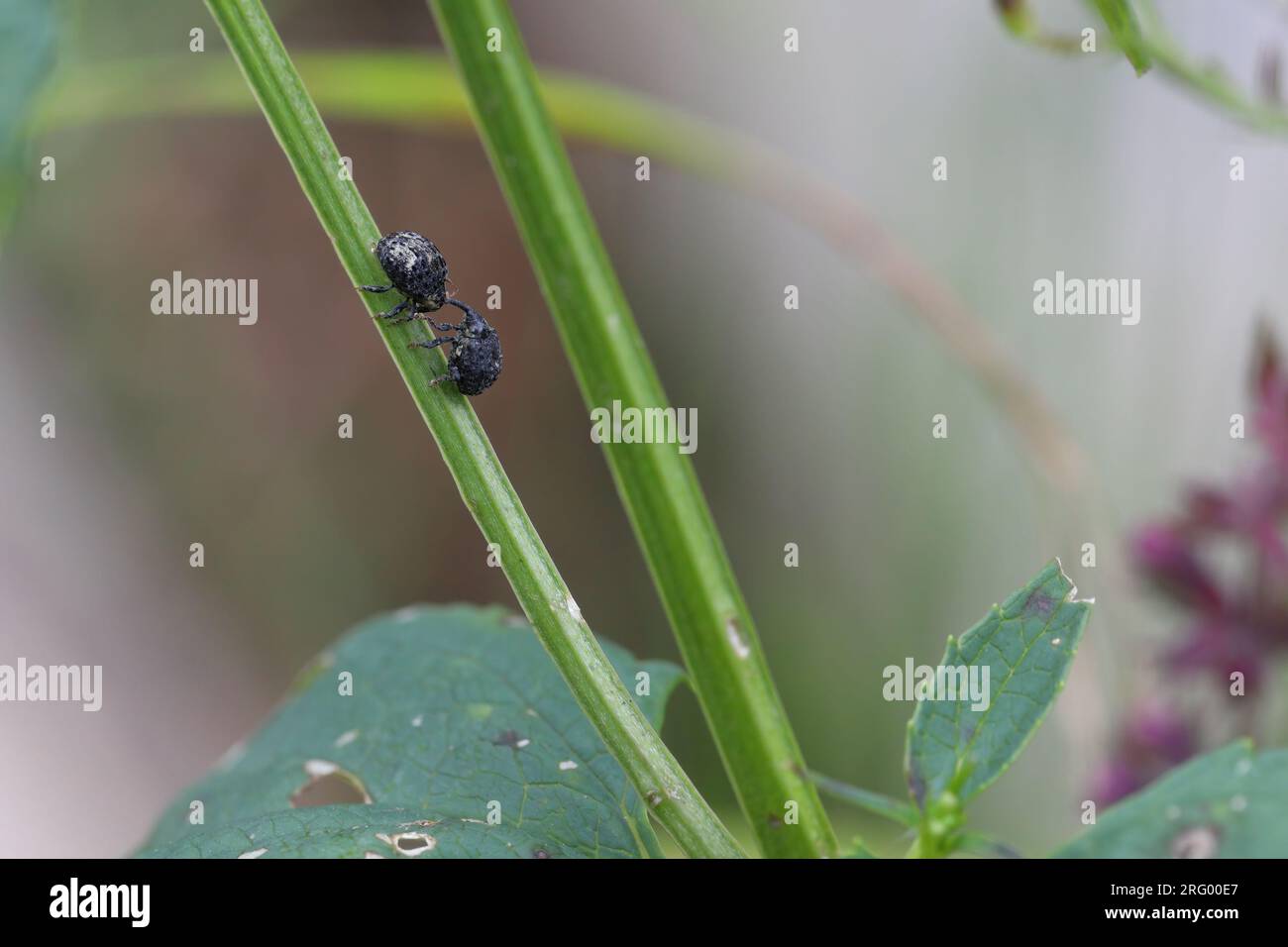 Erba di Figwort (Cionus scrophulariae) su piante alimentari. Coleotteri della famiglia Curculionidae che si nutrono di ficwort comune (Scrophularia nodosa). Foto Stock