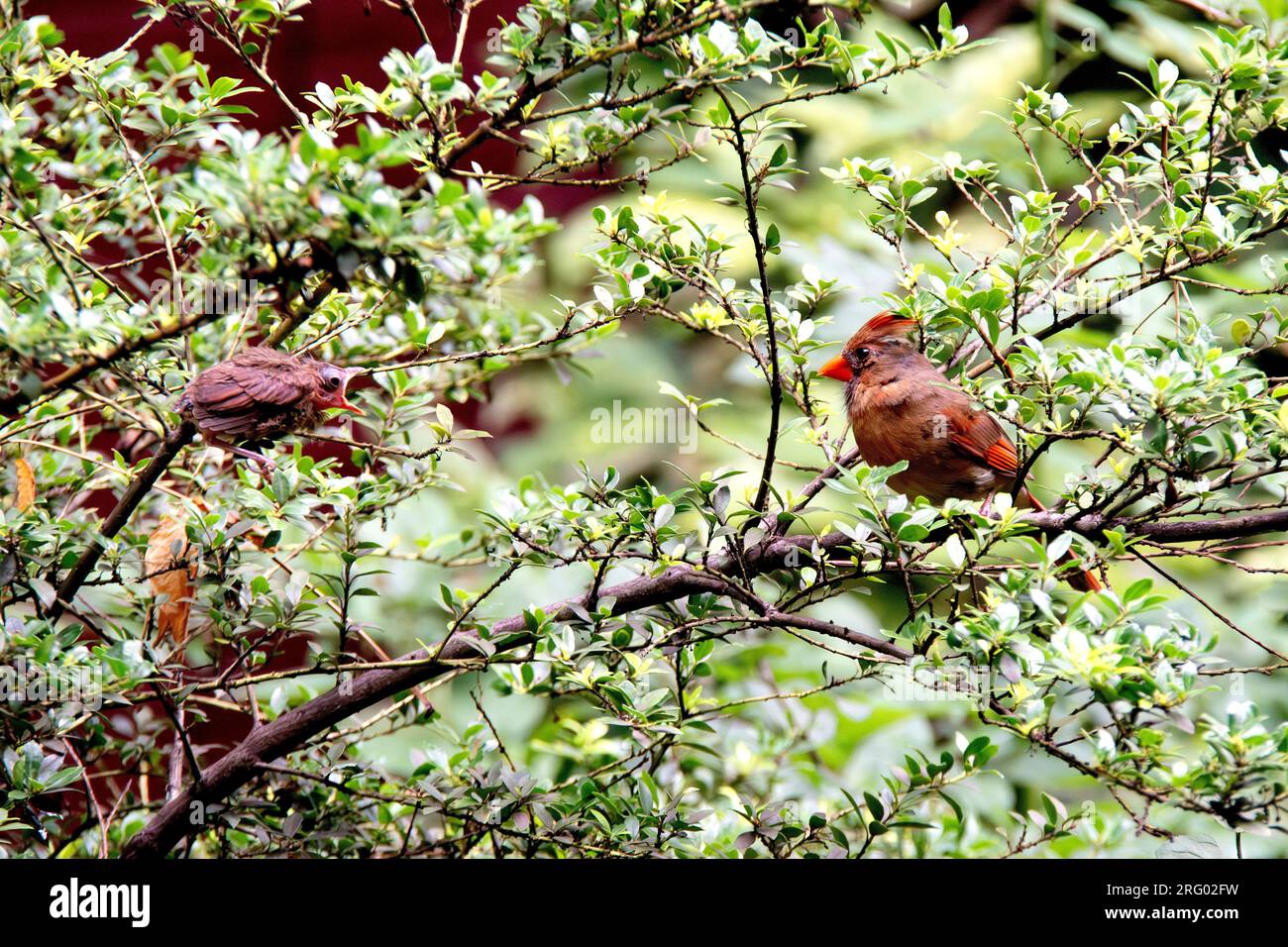 Cardinale del Nord, Cardinalis cardinalis, e una giovane implorante di cibo in un giardino a Greenwich Village, New York, NY, USA Foto Stock
