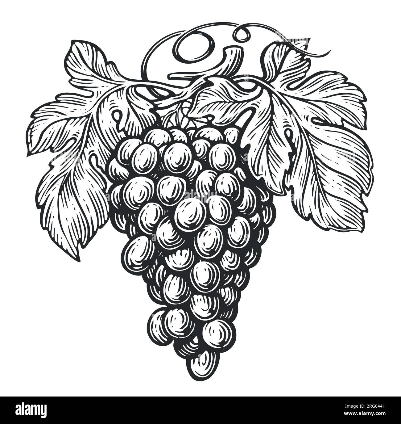 Uva e foglie di vite. Grapevine disegnata in stile vintage. Illustrazione vettoriale dello schizzo della frutta Illustrazione Vettoriale