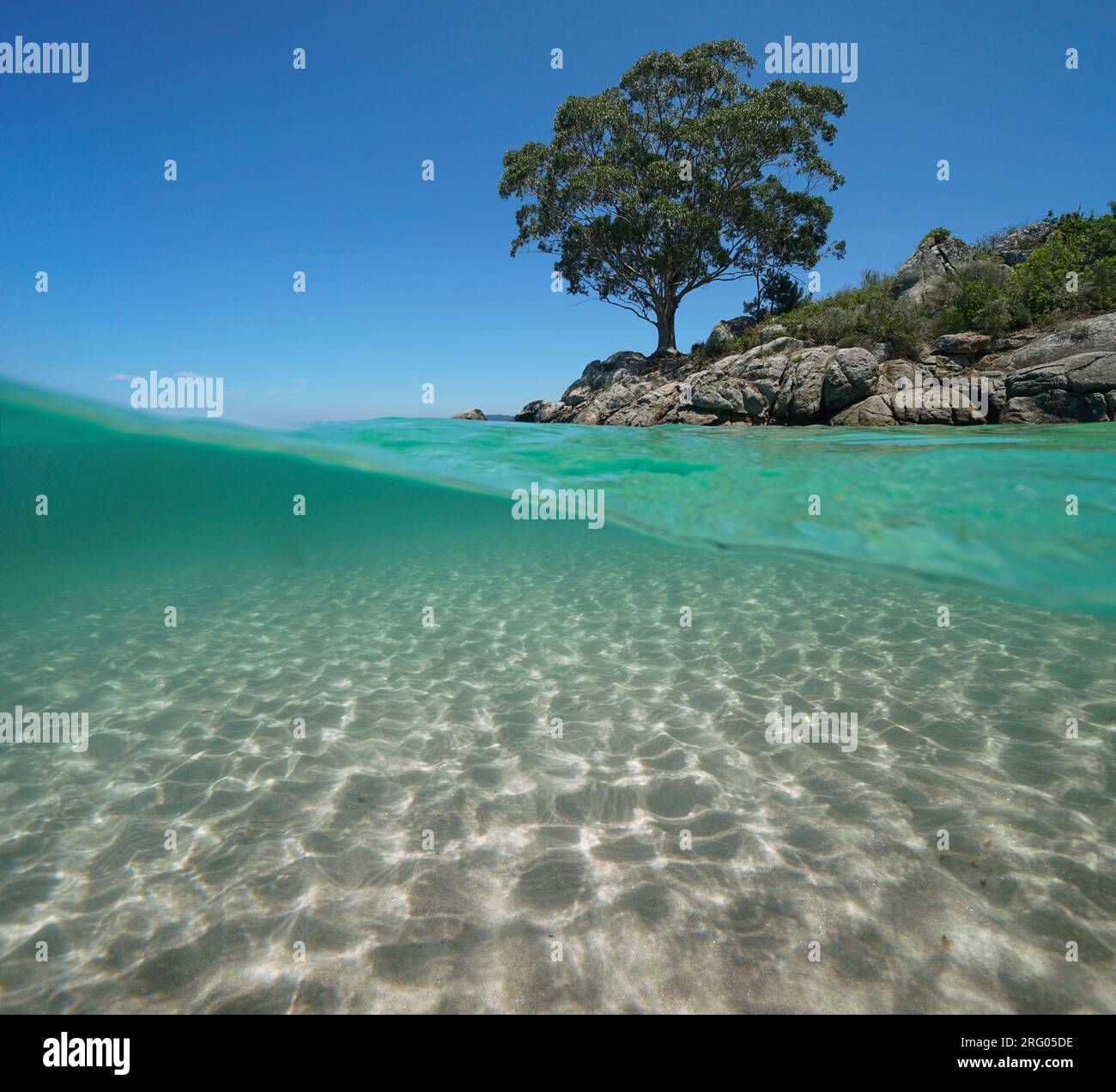 Un albero di eucalipto su una costa rocciosa dell'oceano con sabbia sott'acqua, costa atlantica in Spagna, scenario naturale, vista su e sotto la superficie dell'acqua Foto Stock