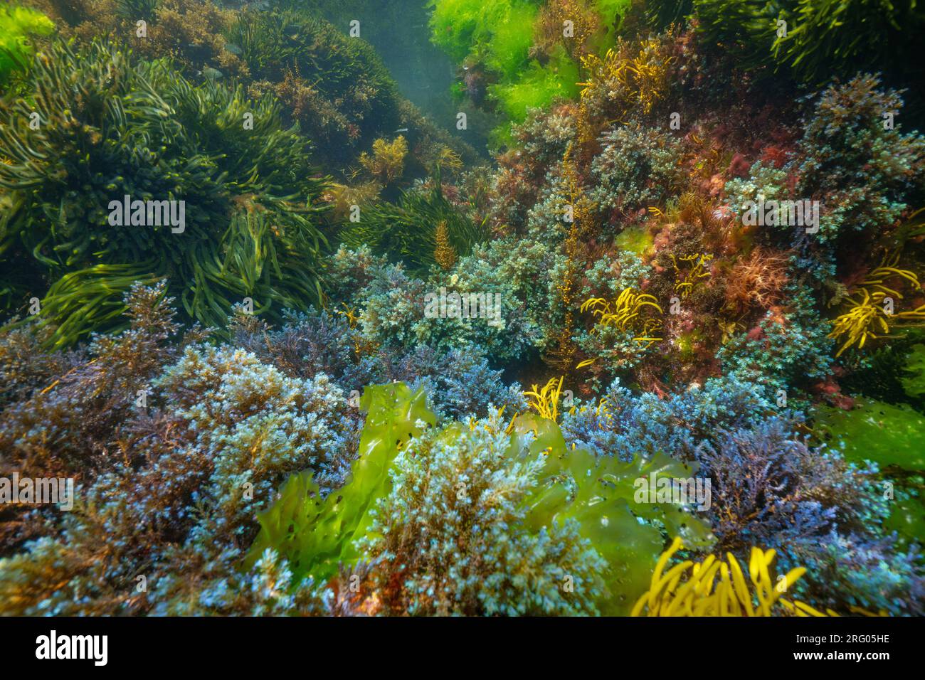 Varie alghe colorate sott'acqua nell'oceano Atlantico, scenario naturale, Spagna, Galizia, Rias Baixas Foto Stock