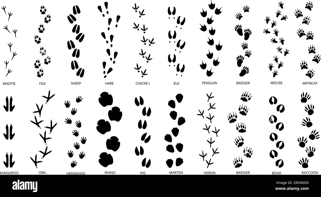 Le impronte di animali tracciano le silhouette nere. Impronte di pedine, impronta animale isolata. Passi per animali domestici, diverso carattere selvaggio passo passo passo decente Illustrazione Vettoriale