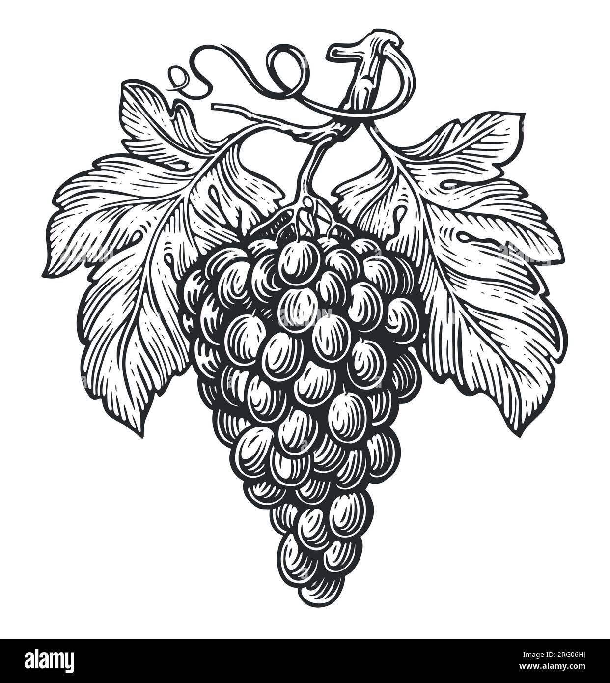 Grappolo di uva con foglie. Schizzo Grapevine. Illustrazione vettoriale vintage Illustrazione Vettoriale