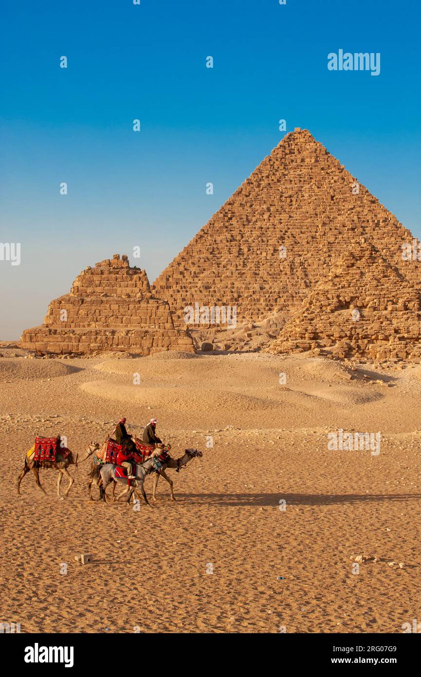 Africa, Egitto, Giza. I cammelli gettano ombre nel deserto alle piramidi di Giza. Foto Stock
