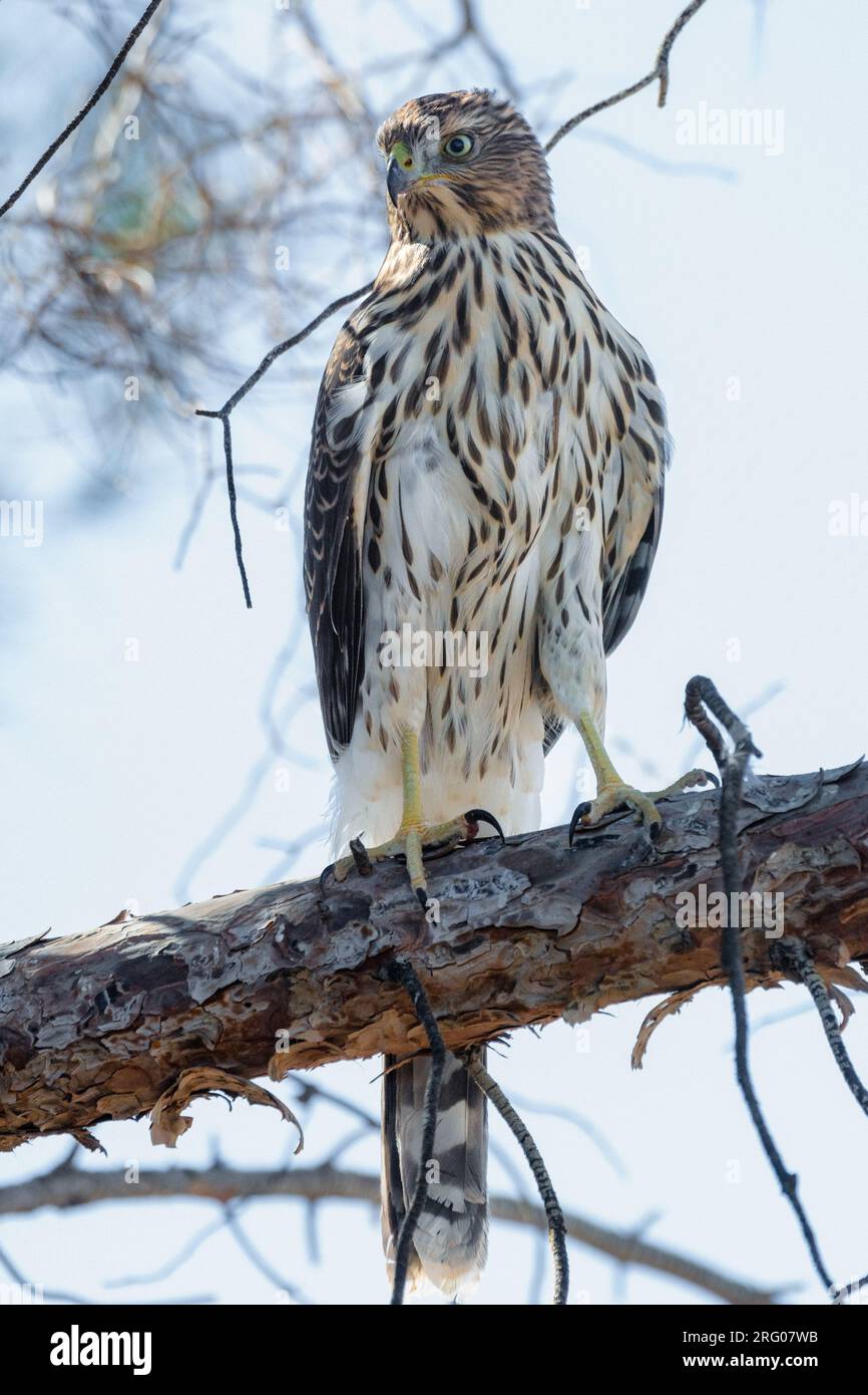 Un falco immaturo di Cooper (Accipiter cooperii) siede su un ramo. Foto Stock