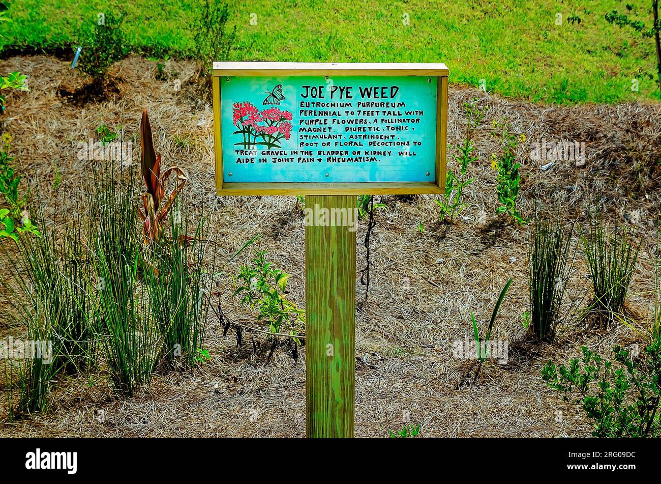 Joe Pye Weed (Eutrochium purpureum) è piantato nel bioswale presso l'Africatown Heritage House, 5 agosto 2023, a Mobile, Alabama. Foto Stock