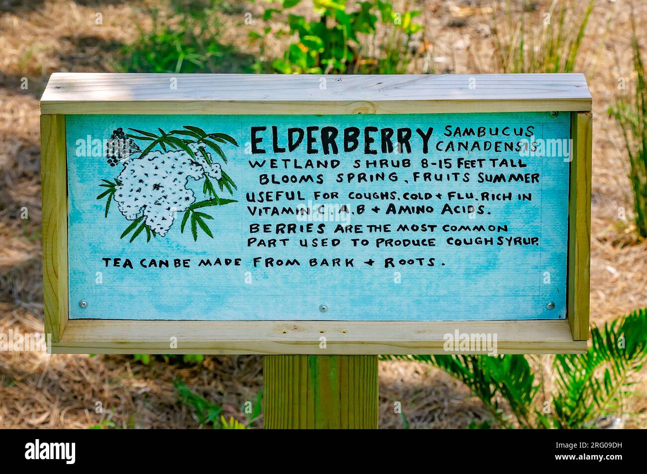 L'elderberry (Sambucus canadensis) è piantato nel bioswale presso l'Africatown Heritage House, 5 agosto 2023, a Mobile, Alabama. Foto Stock