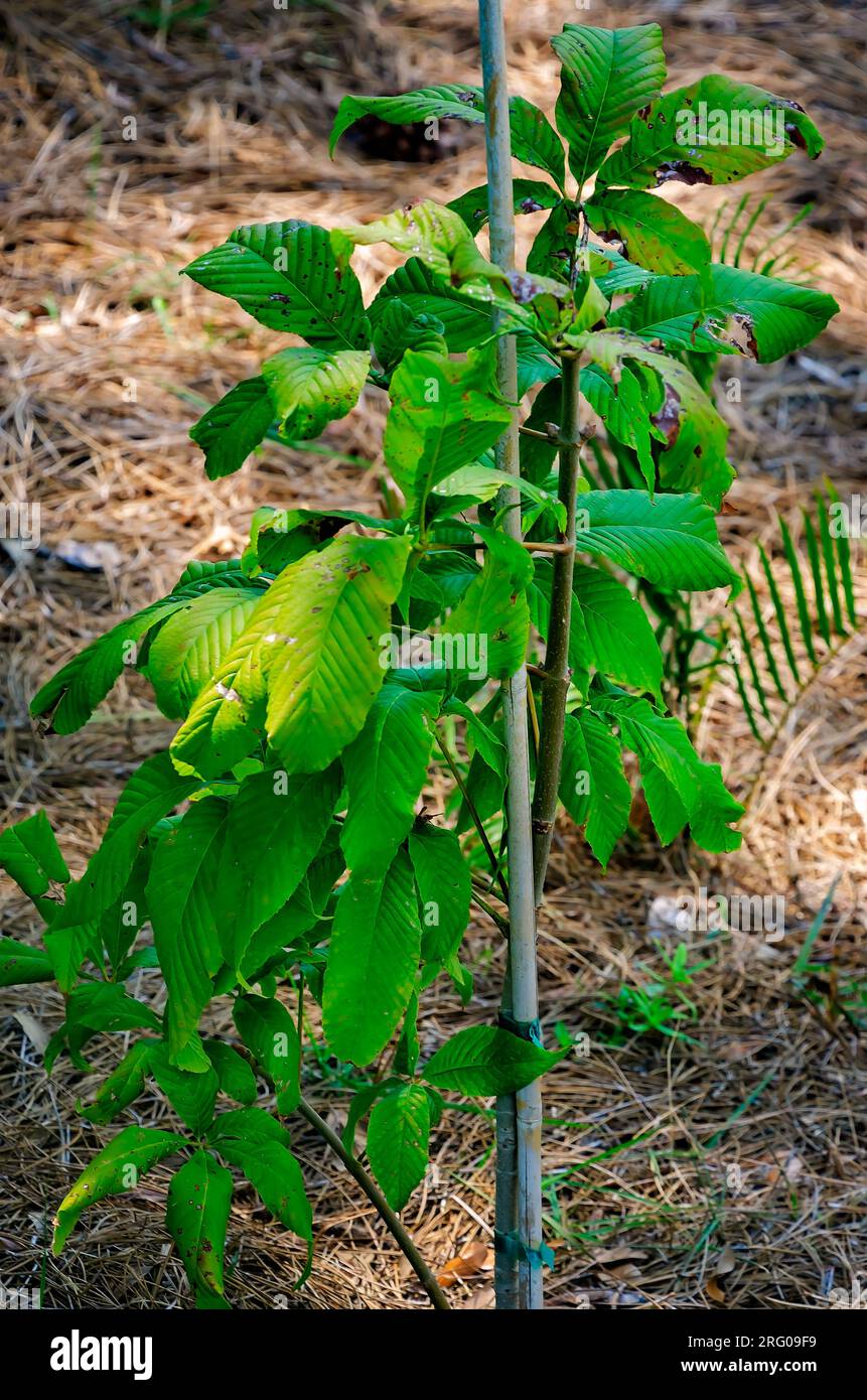 Un albero di buckeye rosso (Aesculus pavia) è piantato nel bioswale presso l'Africatown Heritage House, 5 agosto 2023, a Mobile, Alabama. Foto Stock