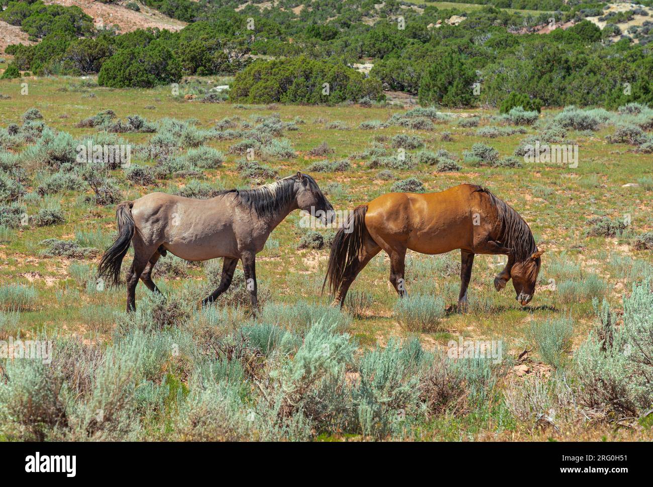 Due cavalli selvatici sono avvistati insieme mentre pascolano sulla terra nella Bighorn National Recreation area, Montana e Wyoming. Area di riserva naturale. Foto Stock