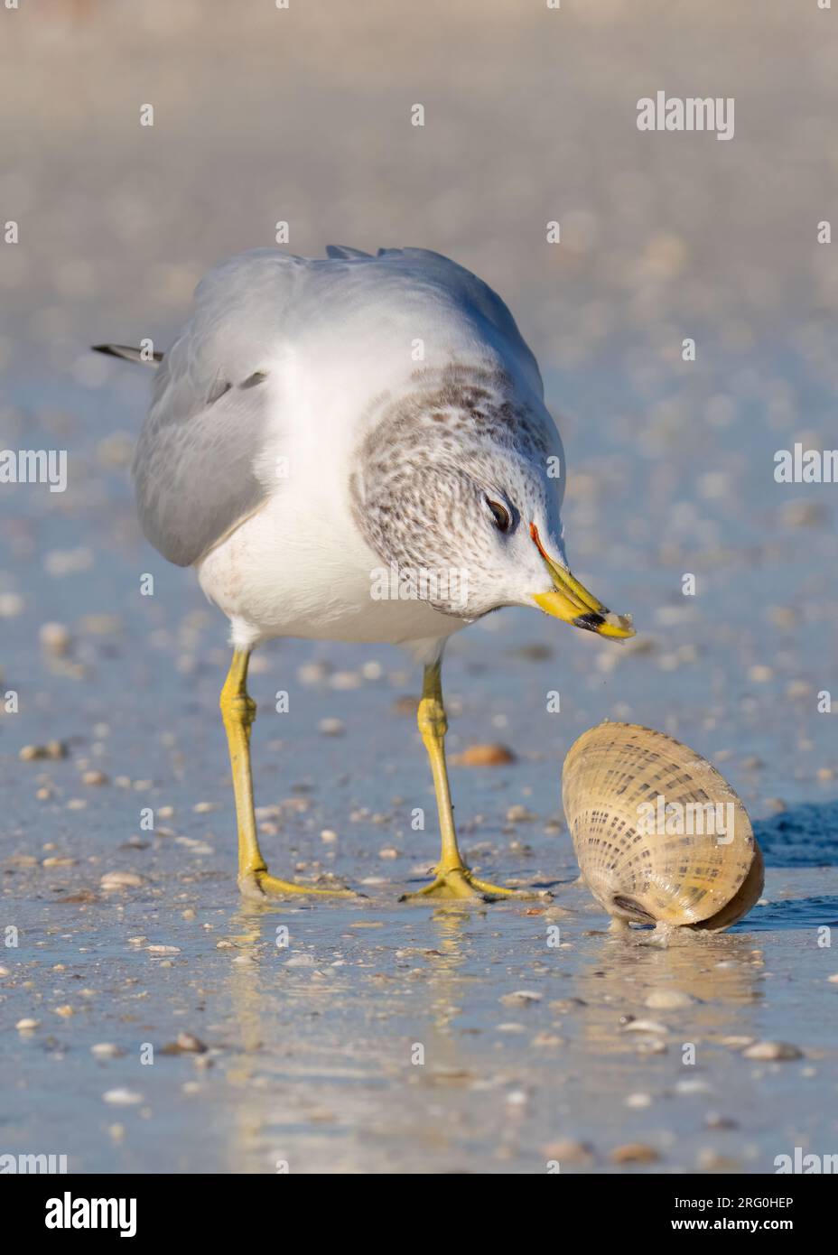 Un gabbiano con becco ad anello esamina una vongole di venere prima di tentare di aprirla all'Honeymoon Island State Park a Dunedin, Florida. Foto Stock