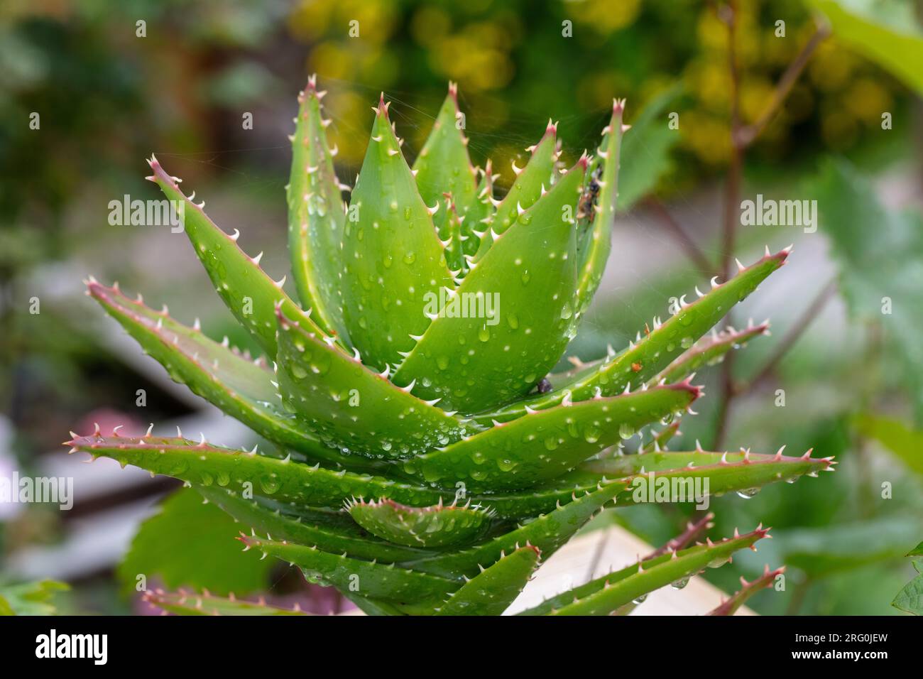 A breve lasciato Aloe, Kortbladig aloe (Aloë brevifolia) Foto Stock