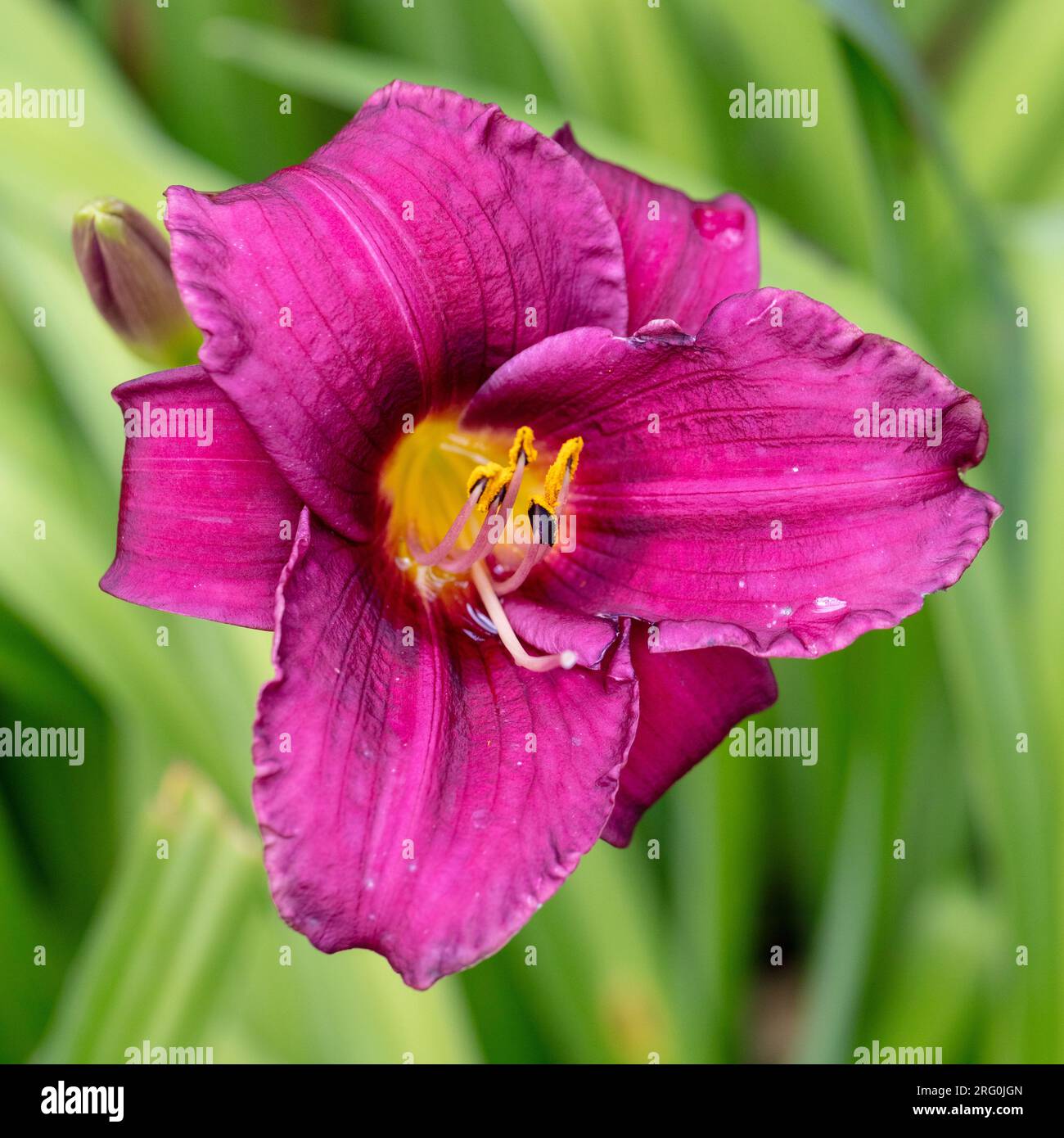 "Purple Rain' Daylily, Daglilja (Hemerocallis) Foto Stock