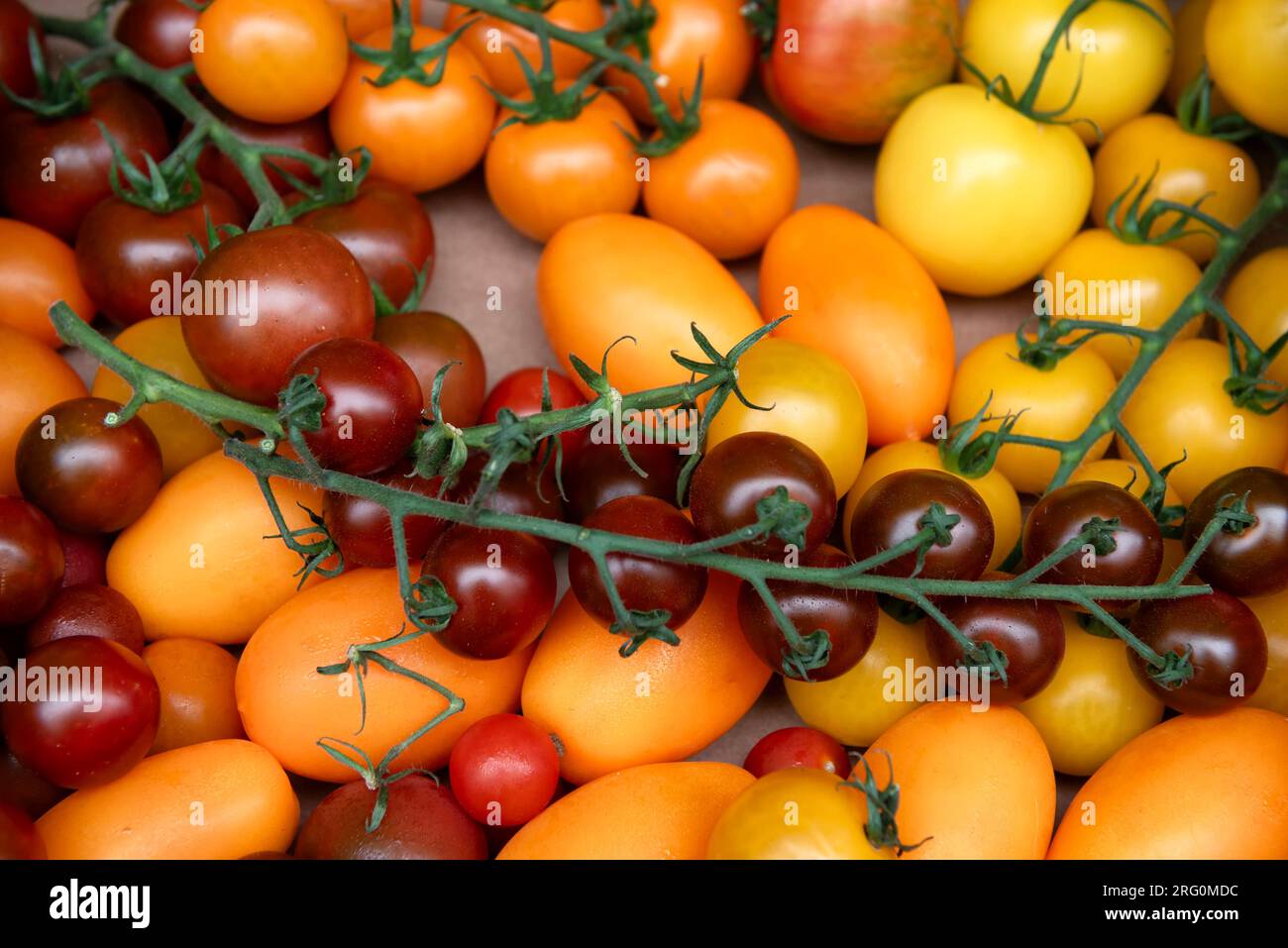 Selezione di pomodori freschi Foto Stock