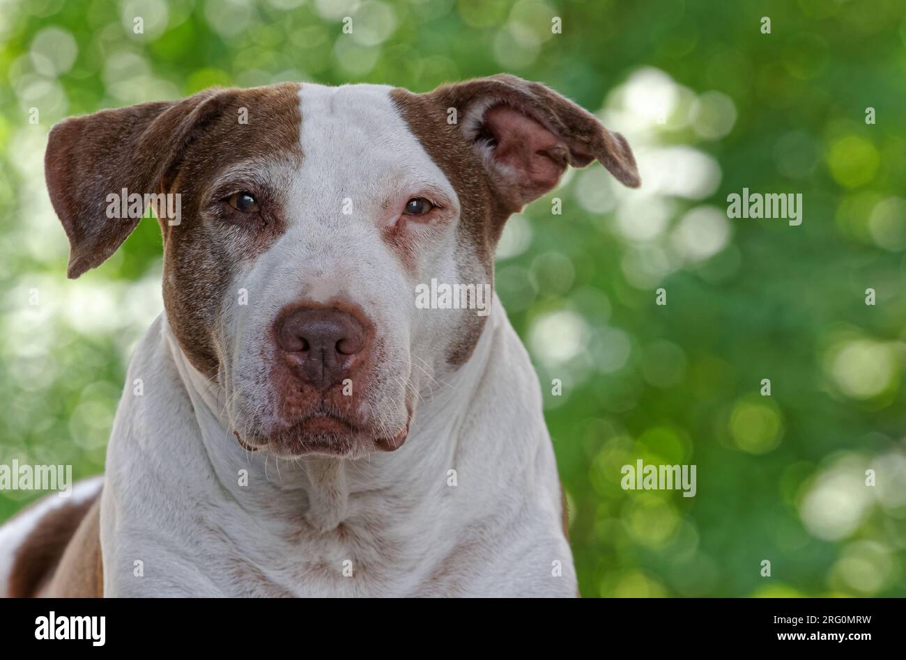 Donna americana Staffordshire Terrier in posa all'aperto. Quebec, Canada Foto Stock
