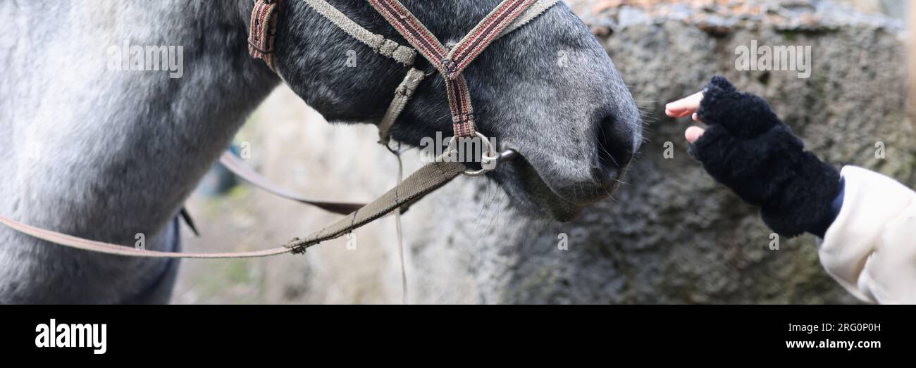 Cavallo e mano della donna vicino al naso del cavallo primo piano. Foto Stock