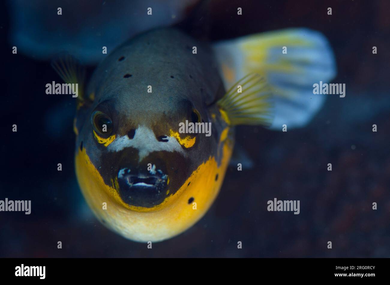 Blackspotted Puffer, Arothron nigropunctatus, sito di immersione Batu Sandar, stretto di Lembeh, Sulawesi, Indonesia Foto Stock