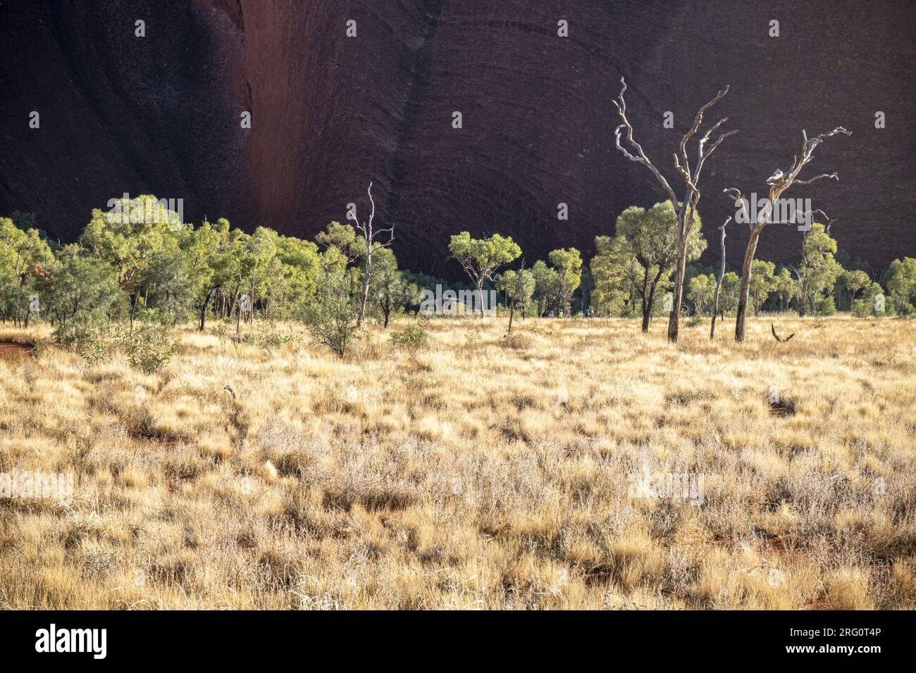 Alberi ai piedi di Uluru, vista mattutina. Parco nazionale Uluru-Kata Tjuta, territorio del Nord, Australia Foto Stock