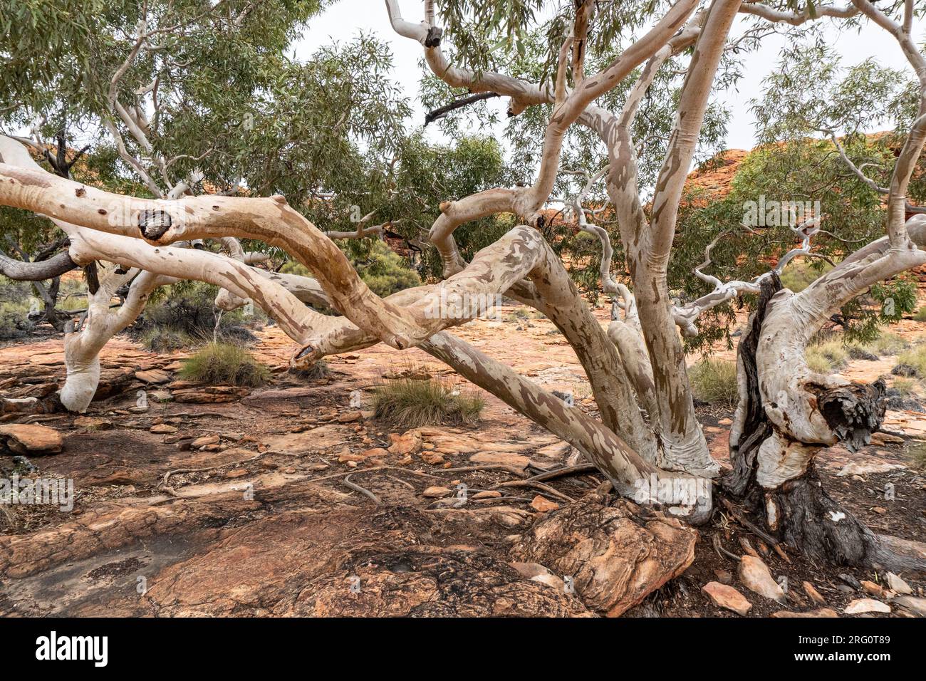 Gomma fantasma (Corymbia papuana), un esemplare resistente che cresce tra l'arenaria del Kings Canyon. Parco nazionale di Watarrka, territorio del Nord, Australia Foto Stock