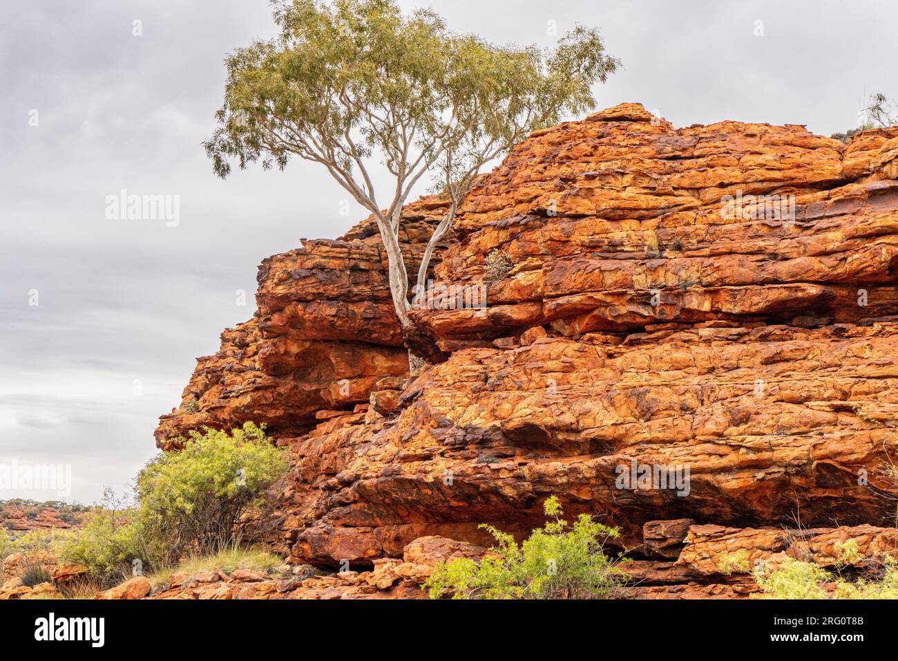 Gomma fantasma (Corymbia papuana), un esemplare resistente che cresce dall'arenaria del Kings Canyon. Parco nazionale di Watarrka, territorio del Nord, Australia Foto Stock