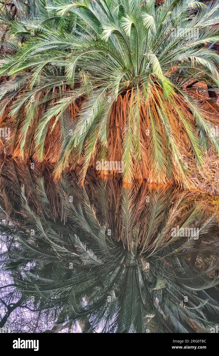 MacDonnell Ranges Cycad (Macrozamia macdonnellii), riflessa nella sorgente del Kings Canyon in un'area conosciuta come il Giardino dell'Eden. Parco nazionale di Watarrka Foto Stock