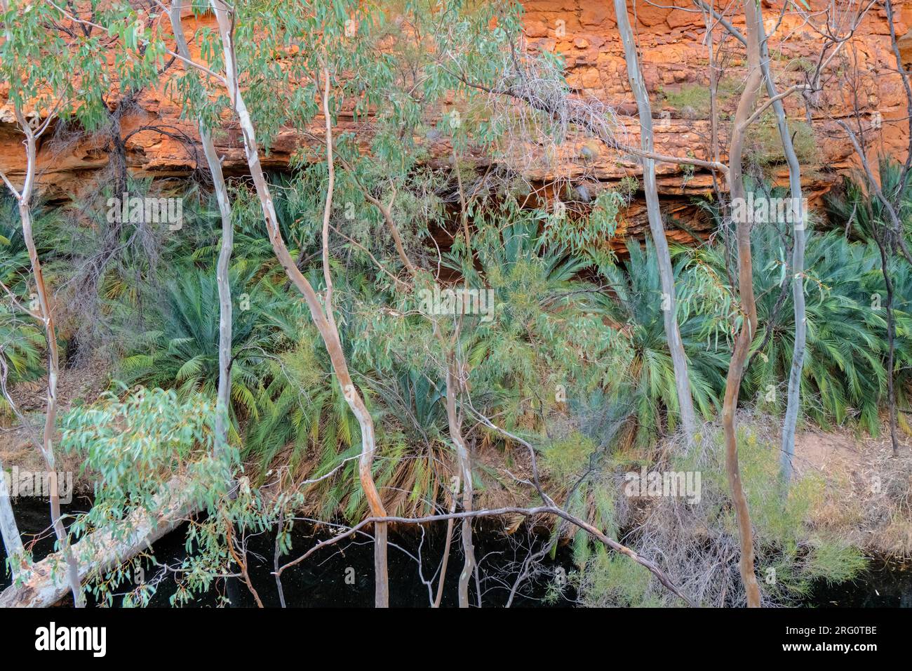 Kings Creek alla base del braccio nord del Kings Canyon fiancheggiato da eucalipti (Corymbia papuana) e MacDonnell Ranges Cycad (Macrozamia macdonnellii) Foto Stock