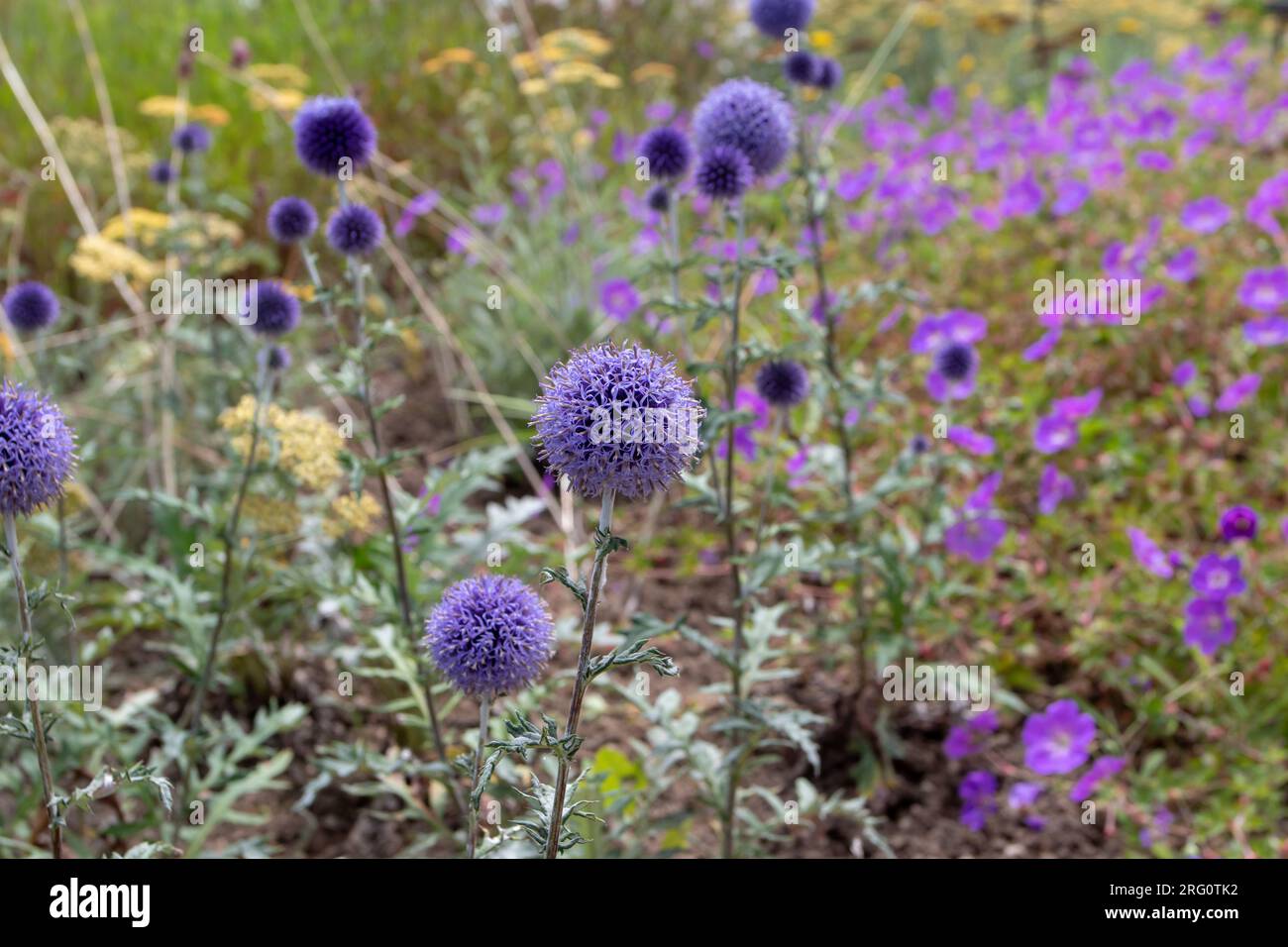 Echinops ritro o pianta da fiore del globethistle meridionale con globi di fiori blu e foglie d'India Foto Stock